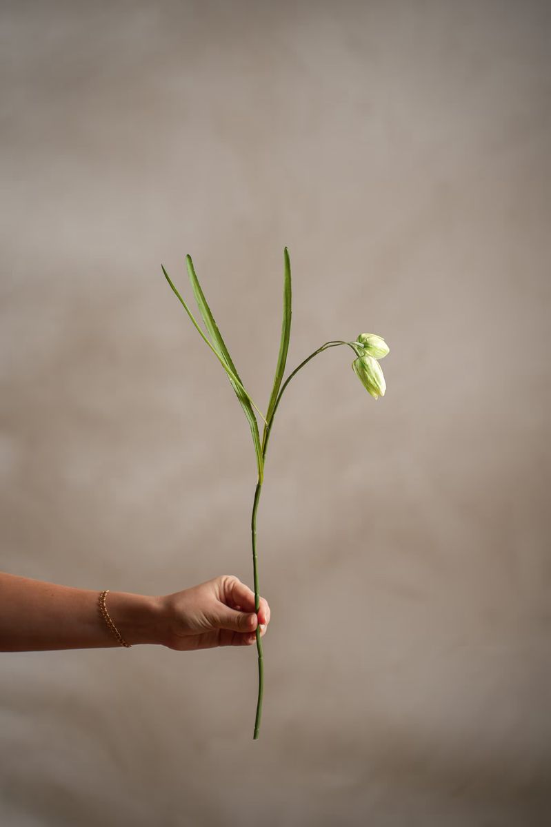 Fritillaria 50 cm, Grønn