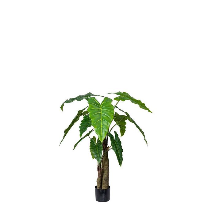 Hovedbilde Alocasia plante i potte - 120 cm