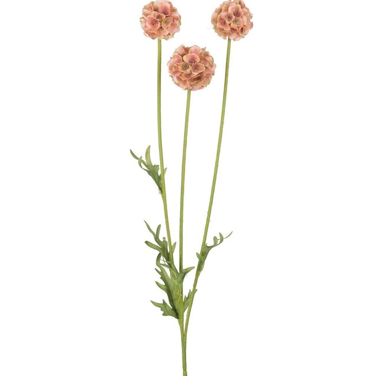 Scabiosa flerstilket, 60 cm, Fersken