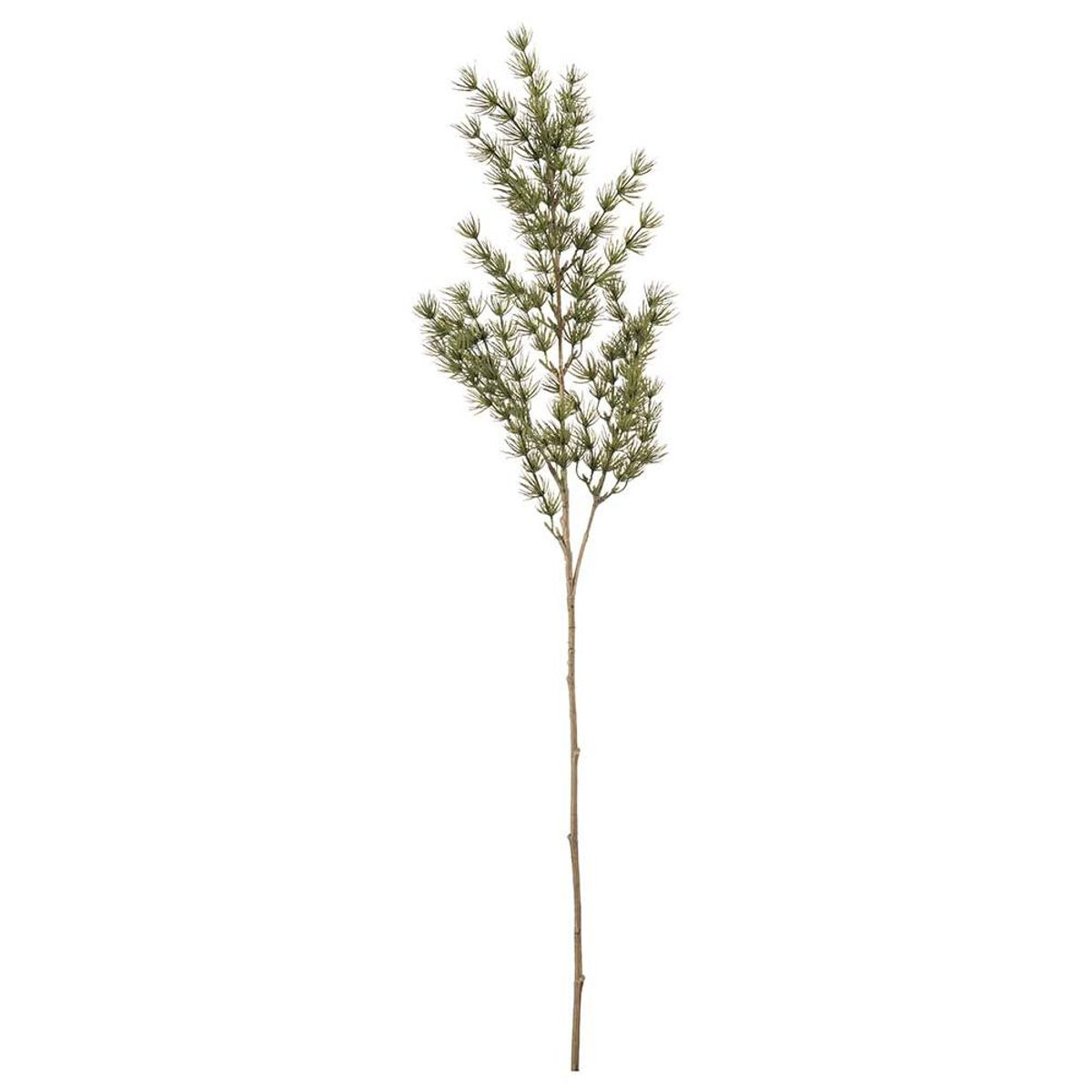 Asparagusgren 75 cm, Grønn