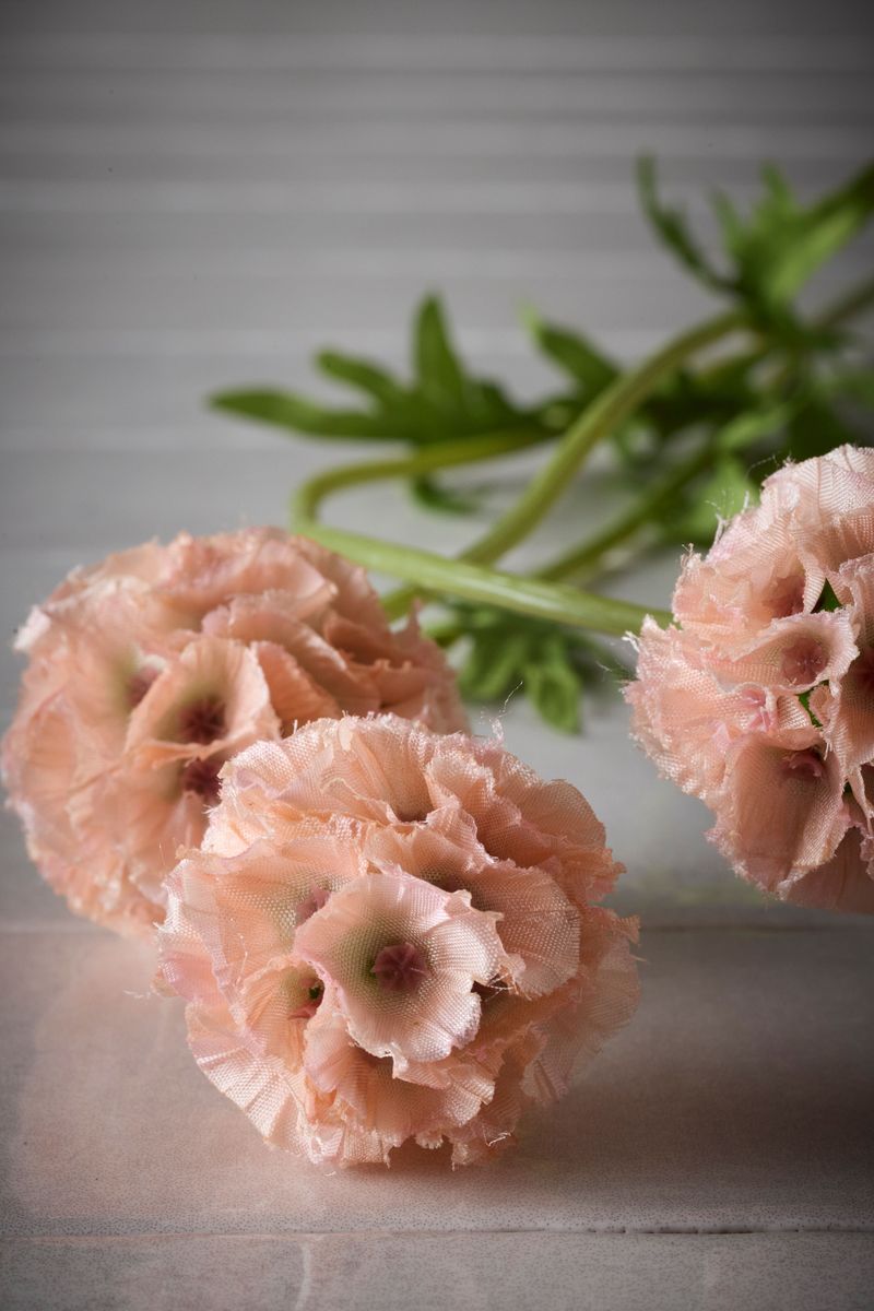 Scabiosa flerstilket, 60 cm, Rosa