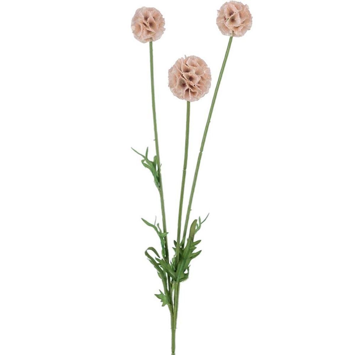 Scabiosa flerstilket, 60 cm, Rosa