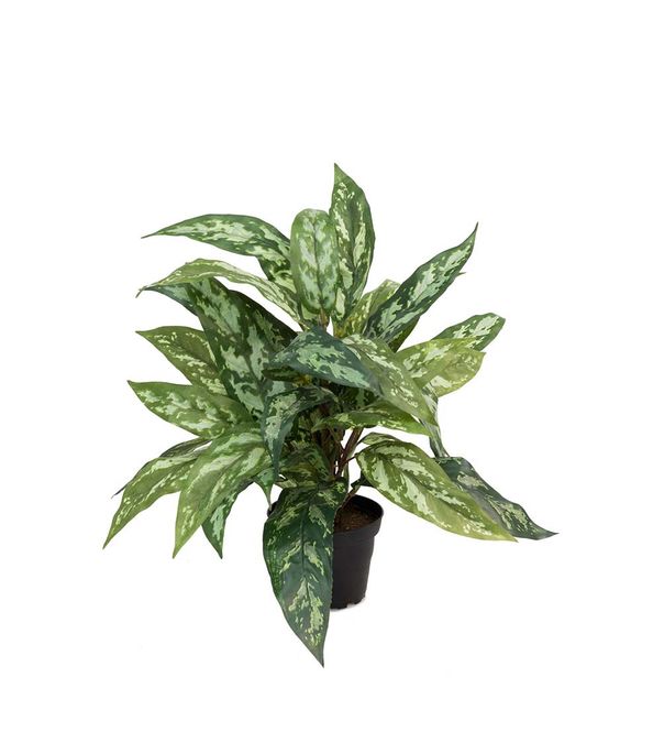 Hovedbilde Aglonema plante