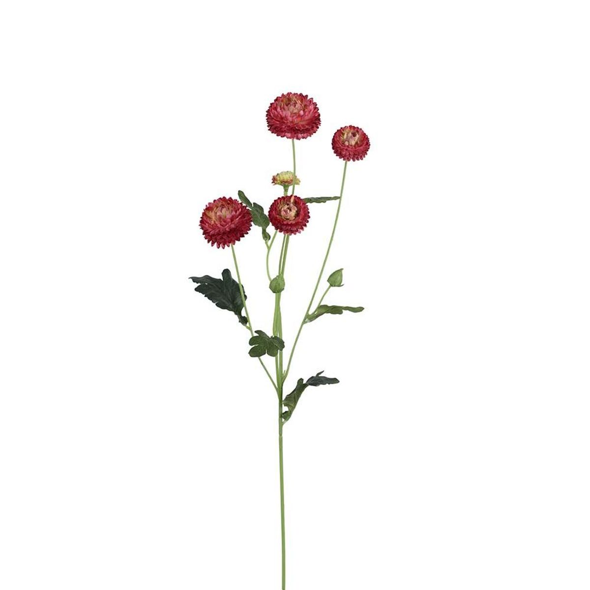 Krysantemum 60 cm - Burgunder