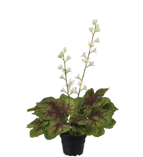 Hovedbilde Alunrot plante i potte
