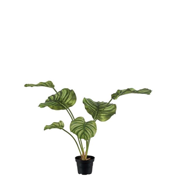 Hovedbilde Calathea potteplante 55 cm - Grønn