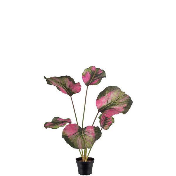 Hovedbilde Calathea potteplante 55 cm - Rosa