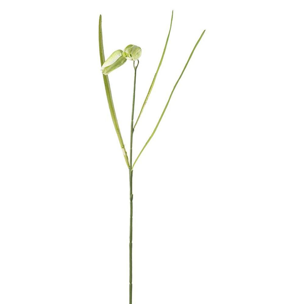 Fritillaria 50 cm, Grønn