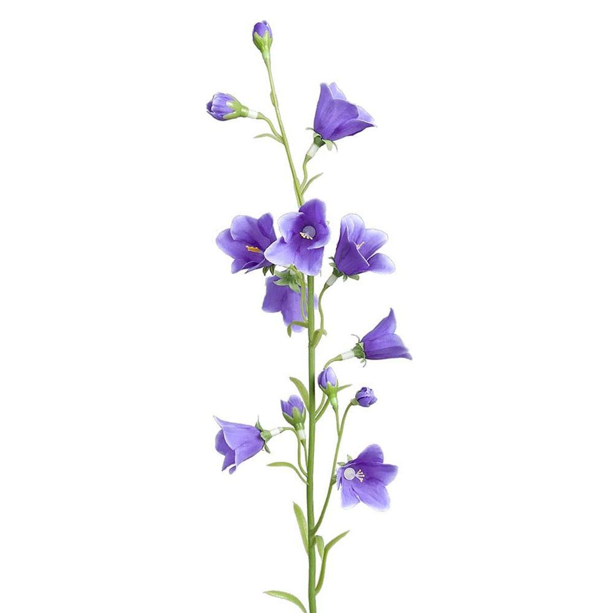 Blåklokke 65 cm, Blå
